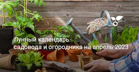 Оптимальный период употребления