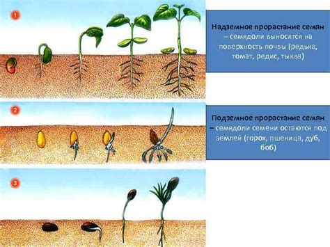 Оптимальный срок пересадки и его влияние на развитие растений