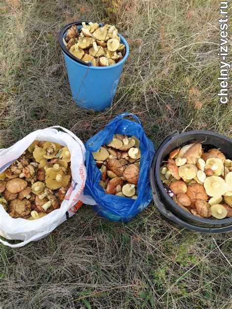 Осенний период: выгодное время для грибных походов
