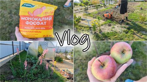 Осенняя белильная обработка яблоней на Урале