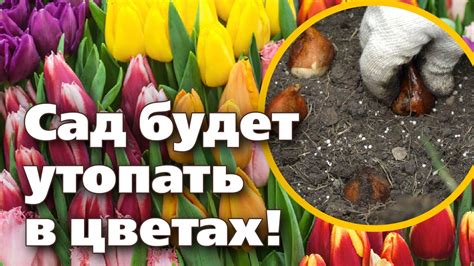Осень - идеальное время для начала откорма гусят