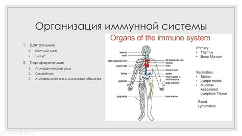 Ослабление иммунной системы и повышенный риск инфекций