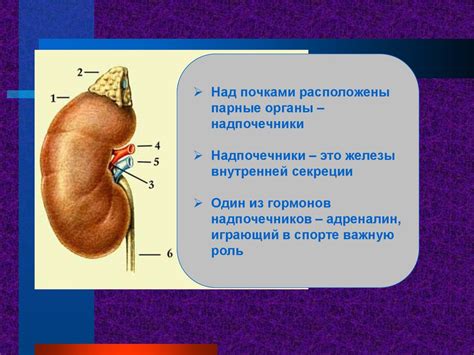 Основная функция Л-тироксина