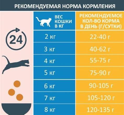 Основные правила кормления кота сухим кормом
