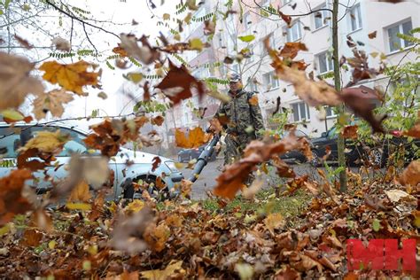 Основные причины уборки листвы