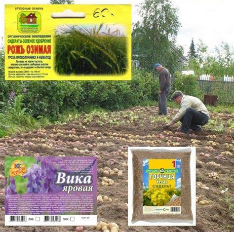 Основные сидераты для осеннего посева