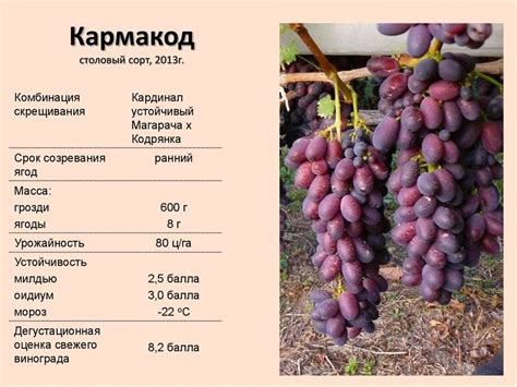 Основные этапы посадки и ухода за виноградом в Сибири