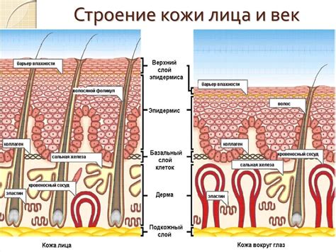 Особенности кожи и их значения для моделей