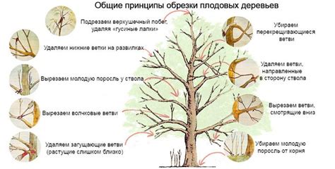 Особенности обрезки молодых растений