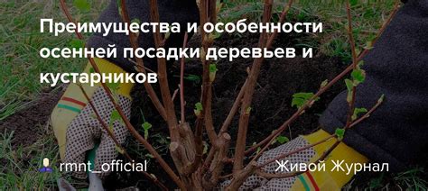 Особенности осенней посадки кустарников