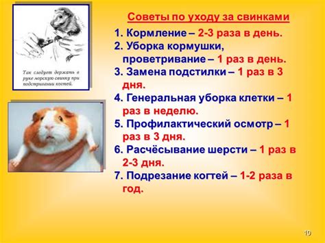 Особенности питания морской свинки гречкой