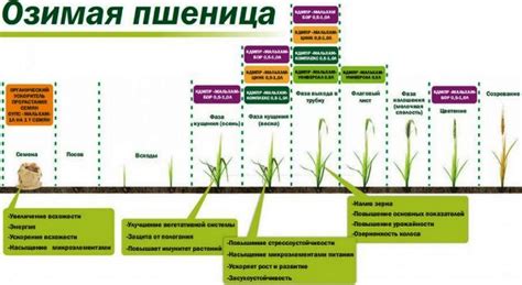 Особенности посева озимой пшеницы в разных регионах