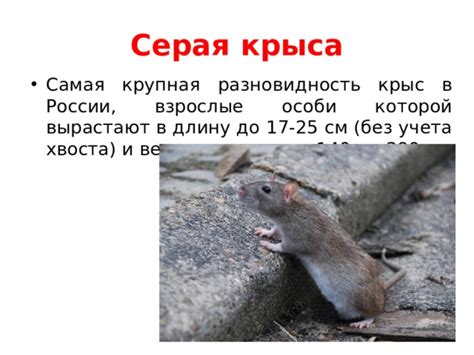 Особенности прикосновений при глажении крыс