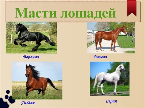 Особенности разных пород
