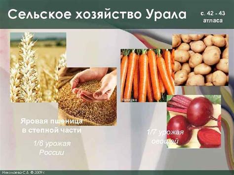 Особенности сохранения урожая в условиях Урала