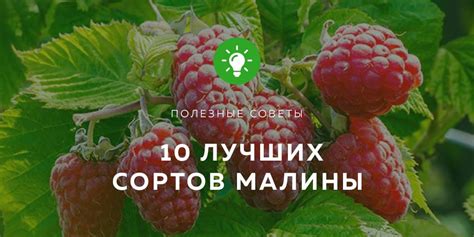 Особенности удобрения малины опилками для разных сортов