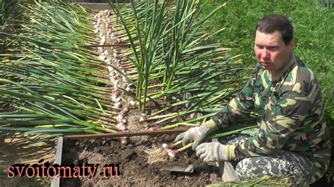 Особенности хранения чеснока в Беларуси