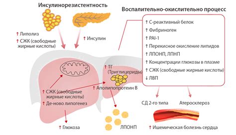 Осторожность при употреблении дайкона при сахарном диабете