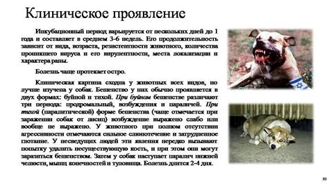 Открытие первых признаков и исследование бешенства