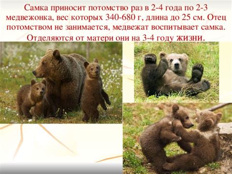 Отрыв медвежат от матери