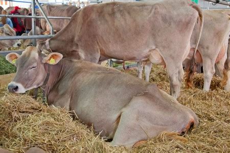 Отсутствие молока: восстановление кормления и продуктивности коровы
