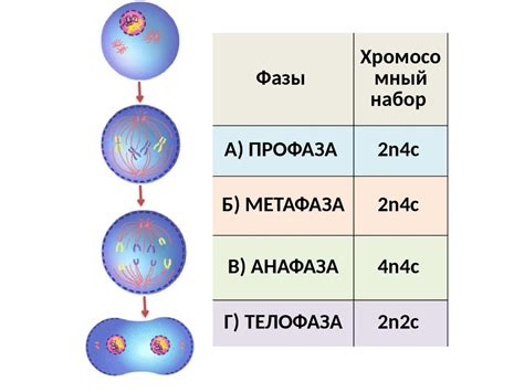 Ошибки в процессе митоза
