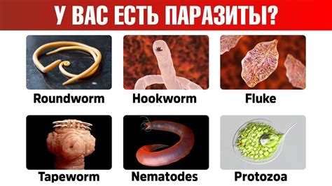 Паразиты и их связь с лунным циклом: