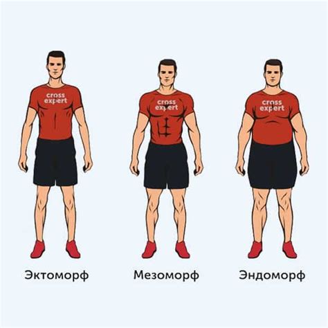 Параметры телосложения и их важность при отборе моделей