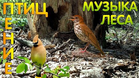 Пение птиц утренними трельями