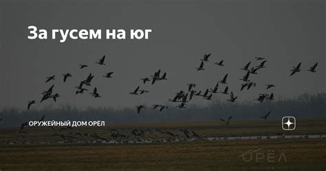 Первое наблюдение за гусем на отмели влечет за собой множество вопросов