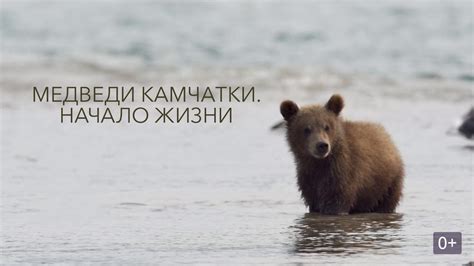 Первые месяцы жизни медвежат