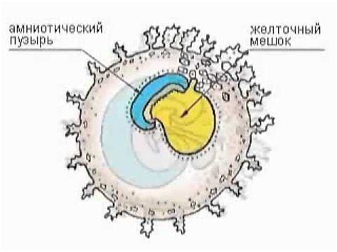 Первый месяц: формирование зародыша