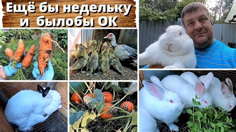 Перевариваемость картошки у кроликов