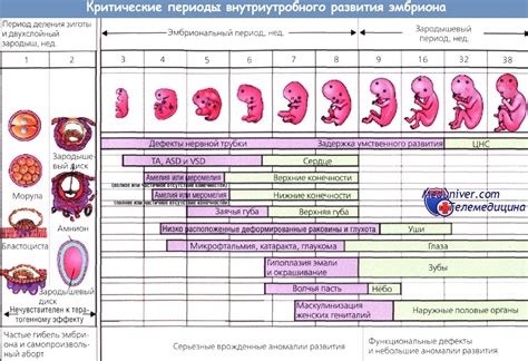 Периоды беременности