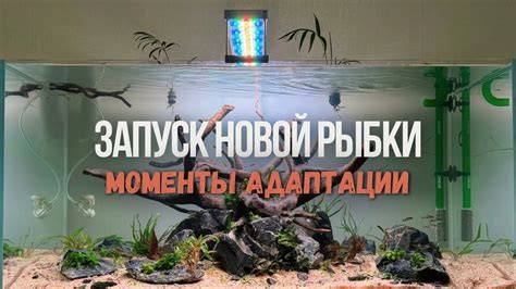 Период адаптации рыбок