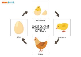 Период перемен в жизни курицы
