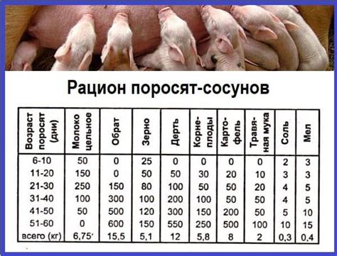 Плюсы добавления соли в корм для свиней