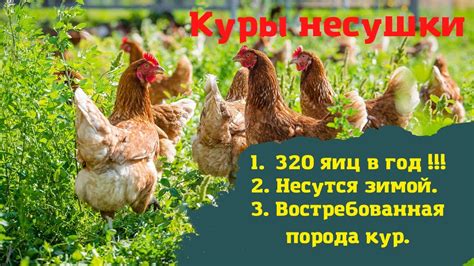 Плюсы и минусы заведения кур зимой
