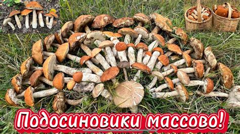 Погодные условия: как они влияют на сбор грибов