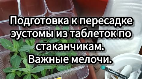 Подготовка косточки к пересадке