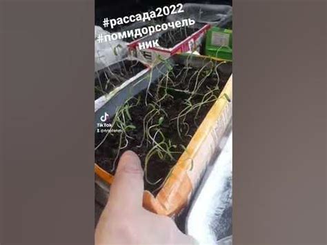 Подготовка к посадке рассады помидор