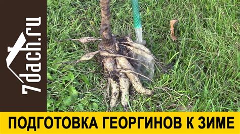 Подготовка почвы для летних георгинов: основные шаги