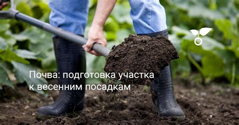 Подготовка почвы для посадки дурмана