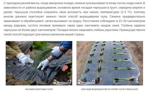 Подготовка почвы для сева лука севка