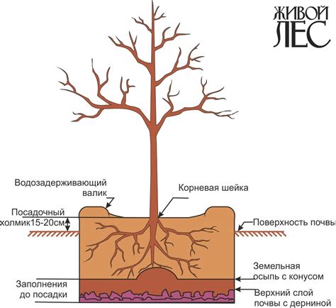 Подготовка почвы и гадения корневой системы
