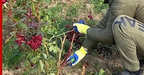 Подготовка розовых кустов к укрыванию