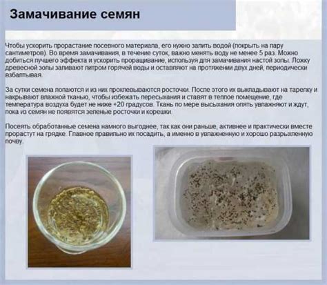 Подготовка семян перед посадкой