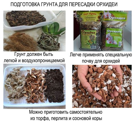 Подготовка старых дубов для пересадки