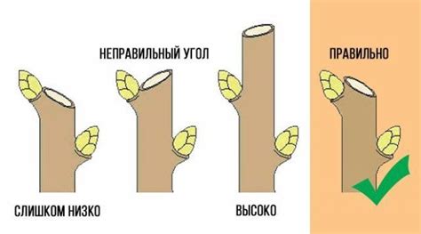 Подрезка побегов