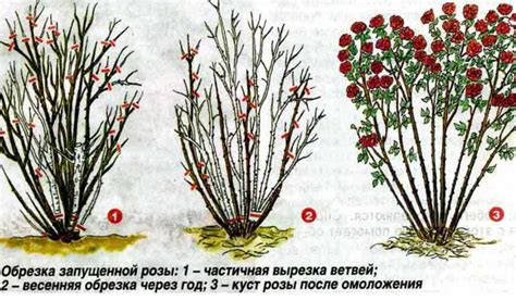 Подходящее время для обрезки плетистой розы